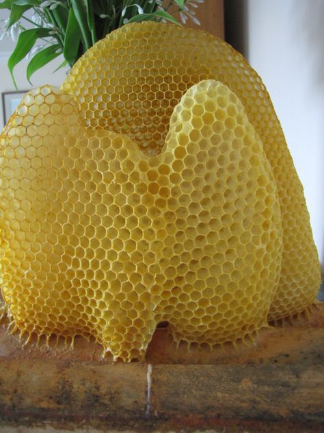 Bees wax in a honeycomb. Gorgeous architecture.  Bees. Honey Bees Keeping, Geometry In Nature, Bee Swarm, Bee Boxes, Bees And Wasps, Bee Keeper, Natural Structures, Bee Inspired, Busy Bee