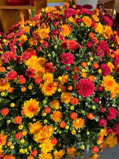 This planter has such beautiful Fall colors! It would brighten up any flower bed or your front porch or entrance. #fallplanter #amazingfallcoloredplanter #mumplanter Mum Planters, Fall Planters, Fall Plants, Flower Bed, Flower Beds, Front Porch, Fall Colors, Entrance, Porch