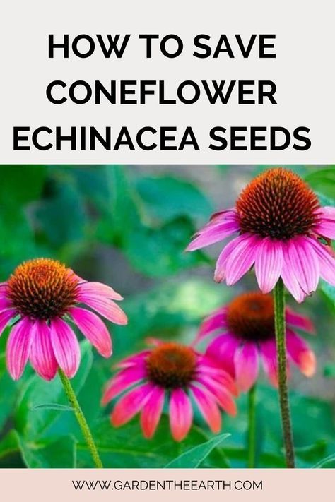 Harvesting Coneflower Seeds, How To Save Coneflower Seeds, When To Plant Coneflower Seeds, Cone Flowers Perennials, Coneflower Care, Echinacea Seeds, Coneflower Seeds, Coneflower Garden, Harvesting Seeds