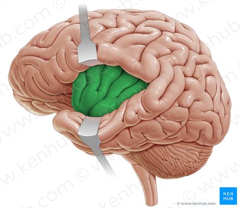 Insula; островок Basal Ganglia, Cerebral Cortex, Brain Structure, Limbic System, Brain Anatomy, Neurological Disorders, Central Nervous System, Human Brain, Anatomy And Physiology