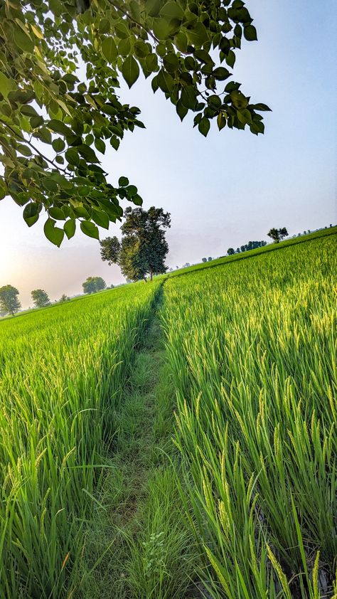 Rice Farm, Calming Pictures, Fireworks Photography, Monogram Tattoo, Rice Field, Forest Scenery, Art Village, Dreamy Photography, Nature Instagram