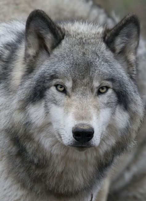 Tattoo Wolf, Wolf Sketch, Wolf Husky, Canadian Wildlife, Wolf Photos, Wolf Spirit Animal, Timber Wolf, Wolf Love, Wolf Pictures