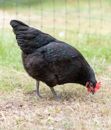 Top 11 Best Dual Purpose Chicken Breeds (with Images) Dual Purpose Chickens, Best Chickens For Eggs, Delaware Chickens, Australorp Chicken, Chickens For Eggs, Black Australorp, Cochin Chickens, Brahma Chicken, Laying Chickens Breeds