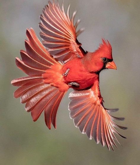 Northern Cardinal. 📸: @donleebirdphotography Robins Tattoo, Fitbit Background, Birds Photos, Congratulations Photos, Bird Flight, Cardinal Tattoos, Red Cardinals, Amazing Birds, Northern Cardinal