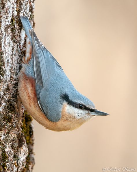 Eurasian Nuthatch, Nuthatch Bird, Nuthatches, What Is A Bird, Animal Images, My Joy, Garden Birds, Birdwatching, Bird Photo