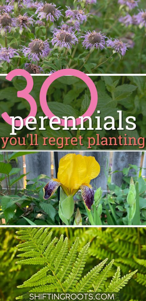 30 Perennials You'll Regret Planting in Your Zone 3 Garden | Shifting Roots Zone 3 Landscaping, Zone 3 Perennials, Zone 4 Perennials, Perenial Garden, Cold Climate Gardening, Parterre Garden, Rhubarb Plants, Perennial Vegetables, Hardy Perennials