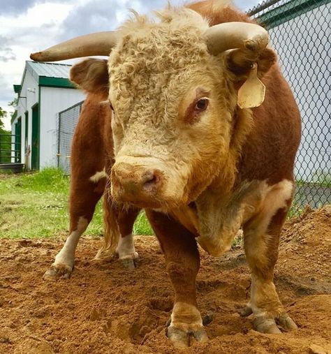 Huge Hereford Bull Hereford Bull, Farm Projects, Rare Breed, Hereford, Sea Creatures, Cow, Animals