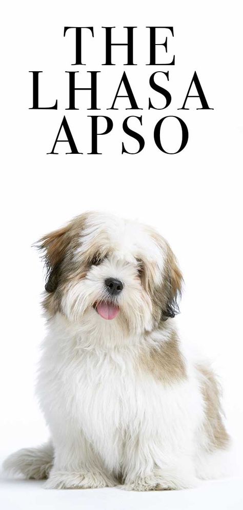 Lhasa Apso - The Little Dog Packed with Personality - The Happy Puppy Site Lhasa Apso Puppies, Dog Muzzle, Lion Dog, Purebred Dogs, Pugs Funny, Lhasa Apso, Happy Puppy, Lhasa, Dog Training Obedience