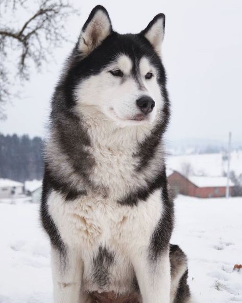 I love you 💙 Credit to : @austrianhusky Follow us if you love Siberian Husky   ❣ #huskylove #huskycute #huskypics #huskysnow #blueeyes Caine Husky, Malamute Husky, Husky Pics, Alaskan Husky, Cute Husky, Siberian Husky Dog, Alaskan Malamute, Husky Puppy, Husky Dogs