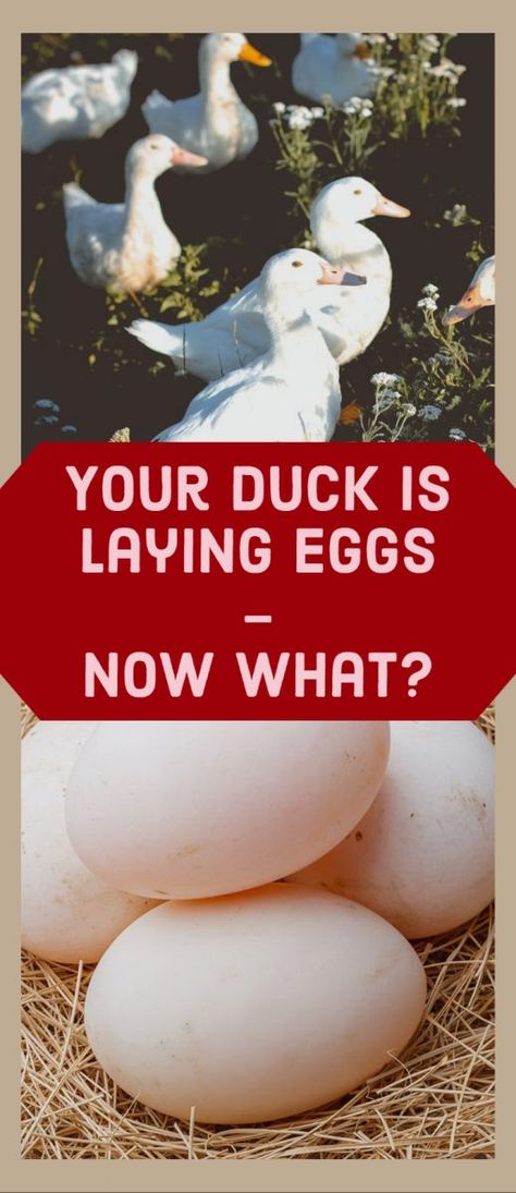 Duck Eggs Vs Chicken Eggs, Duck Stuff, Pekin Duck, Backyard Ducks, Duck Breeds, Duck Coop, Duck Farming, Raising Ducks, Muscovy Duck