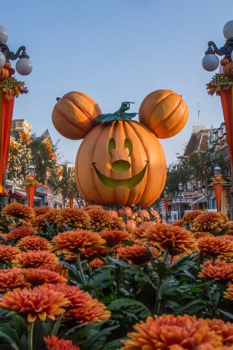 Disneyland's Oogie Boogie Bash Is Going to Be Frightful Fun For the Whole Family Oogie Boogie Bash, Disney World Halloween, Disneyland World, Mickey Pumpkin, Disneyland Halloween, Halloween Disney, Mickey Halloween, Disney Phone Wallpaper, Halloween Wallpaper Iphone