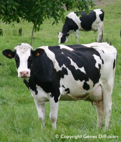 Black And White Cows, White Cows, Suffolk Sheep, Cow Photography, Holstein Cows, Dairy Cattle, Cow Pictures, Farm Cow, Barnyard Animals