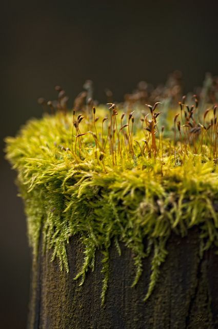 Micro Forest Moss Close Up Photography, Moss In Forest, Macro Forest Photography, Moss Macro Photography, Micro Photography Nature, Micro Plants, Moss Forest, Moss Photography, Macro Photography Nature