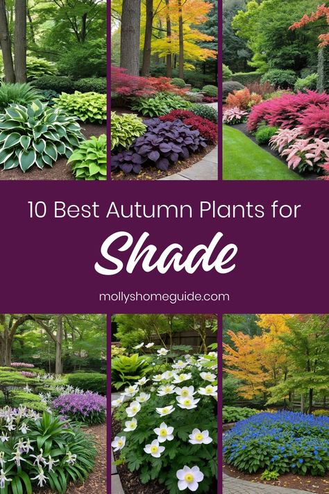 Discover the beauty of fall gardening with our collection of the best fall plants for shade. Whether you're looking for stunning fall-blooming perennials or gorgeous annuals that thrive in the shade, we have you covered. Make your shade garden pop this season with these beautiful fall flowering perennials and annuals. From companion plants for hostas to tips for planting a thriving shade garden, find everything you need to create a vibrant autumn landscape. Fall Shade Plants, Flowering Perennials For Shade, Shade Loving Perennials Zone 5, Fall Plants For Outside, Shade Loving Flowers Perennials, Plants For Shade Outdoors, Plants In Shade, Full Shade Perennials, Fall Planting Perennials