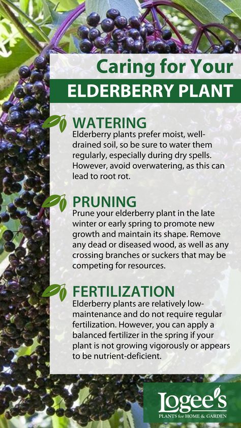 Learn how to keep your elderberry plant healthy and productive with these care tips. Planting Elderberry Bushes, Full Sun Perennial Flowers, Elderberry Tree, Elderberry Plant, Elderberry Bush, Full Sun Perennials, Sun Loving Plants, Perennial Flowers, Sun Perennials