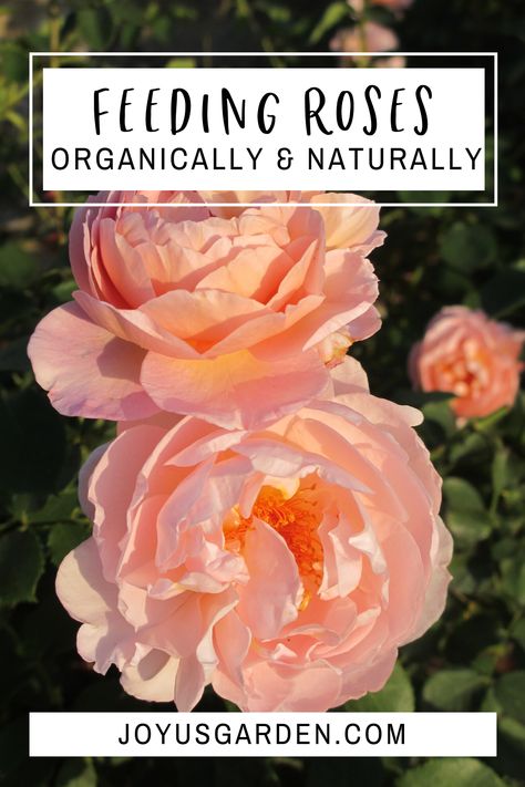 How To Start A Rose Garden, When To Plant Rose Bushes, Rose Food Gardening, Types Of Roses To Grow, Adobe Garden, Fair Garden, Rose Food, Propogate Roses From Cuttings, Roses In The Garden