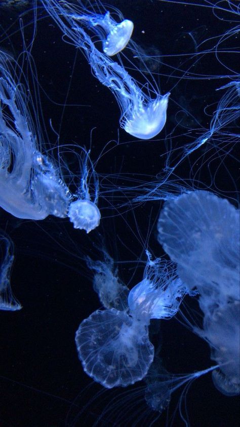 Wallpaper Agua, Jellyfish Pictures, Sea Jellies, Cnidaria, Blue Aesthetic Dark, Dark Blue Wallpaper, Blue Jellyfish, Jellyfish Art, Beautiful Sea Creatures