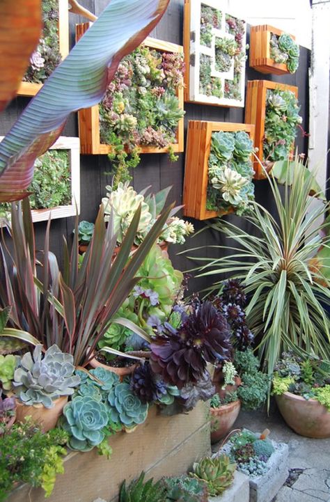 Go Vertical! DIY Gardens for Small Spaces | The Garden Glove Different Types Of Succulents, Vertical Succulent Gardens, Plants In Pots, Vertical Garden Diy, Types Of Succulents, Vertical Gardens, Walled Garden, Succulent Wall, Have Inspiration