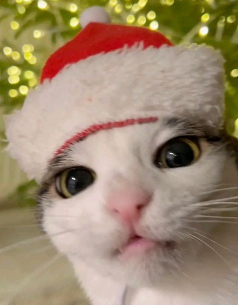 #Christmas #Cat Christmas Cat Matching Pfp, Doja Cat Christmas, Food Cat Pfp, Christmas Cat Memes, Grumpy Cat Christmas, Christmas Memes, Cat Christmas, Christmas Cat, Grumpy Cat