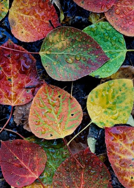 Leaves On The Ground, Aspen Leaf, Drops Of Water, Colored Leaves, Fine Art Landscape Photography, Central Oregon, 수채화 그림, Dew Drops, Fine Art Landscape