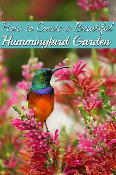 Humming Bird Garden Layout, Butterfly Garden Plants, Hummingbird Nectar, Flower Garden Plans, Backyard Gardens, Hummingbird Plants, Backyard Garden Layout, Vegetable Garden Planning, Backyard Garden Landscape