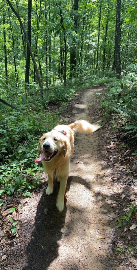 Dogs Outside, Golden Retriever Summer, Golden Retriever Aesthetic, Shaved Golden Retriever, Golden Retriever Grooming Styles, Dogs Aesthetic Golden Retriever, Dog Walking Aesthetic, Walk With Dog Aesthetic, Walking Golden Retriever