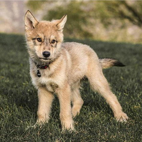 Wolf Pup Reference, Wolf Puppy Drawing, Wolf Puppy Art, Tamaskan Puppies, Fluffy Wolf Cut, Wolfdog Puppy, Wolf Hybrid Puppies, Wolf Puppies, Wolf Dog Puppy