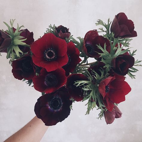 Burgundy Anemone, Moody Palette, Anemone Bouquet, Red Anemone, Gothic Flowers, Goth Garden, Brand Activations, Gothic Garden, Black Garden