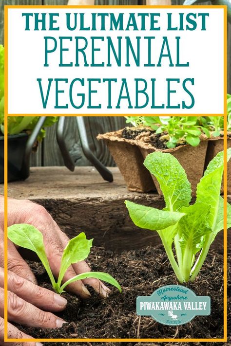 Garden For Beginners, Vegetable Garden Planner, Perennial Vegetables, Growing Gardens, Organic Vegetable Garden, Garden Planner, Self Sufficient, Garden Types, Food Forest