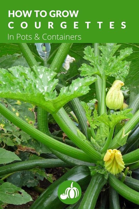 Vegetable Garden Uk, Courgette Growing, Polly Tunnel, Growing Courgettes, Allotment Ideas, Preserving Vegetables, Zucchini Recipes Healthy, Edible Gardens, Storing Vegetables