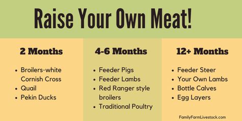 Raise Your Own Meat: How Long Does It Take? – Family Farm Livestock Backyard Quail, Pig Feeder, Farming Animals, Farm Livestock, Farm Facts, Pig Breeds, Raising Quail, Raising Pigs, Family Compound