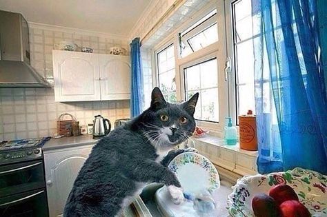 Cat washing dishes Teacup Pigs, Cute Cat Memes, Cat Drinking, Curious Cat, Silly Animals, Funny Cat Memes, Funny Cat Pictures, Funny Cute Cats, Silly Cats