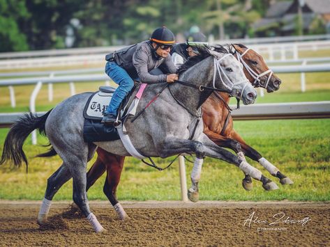 Thoroughbred Racehorse, Ky Derby, Thoroughbred Horse Racing, Dream Horse, Race Horses, Thoroughbred Horse, Pose References, Preakness, Thoroughbred