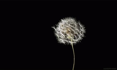 Viento Diente De Leon GIF - Dandelion Blow Wind - Discover & Share GIFs Beau Gif, Blowing In The Wind, Aesthetic Gifs, Amazing Gifs, Dandelion Flower, Beautiful Gif, Animated Images, Aesthetic Gif, Make A Wish