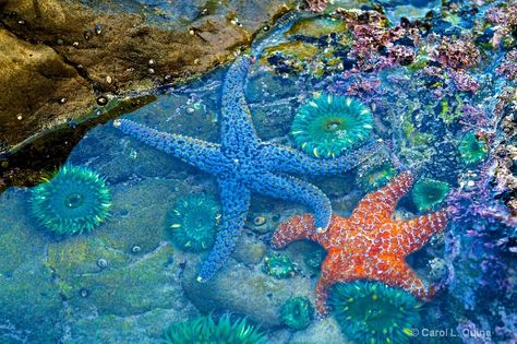 In the Pool - Photograph at BetterPhoto.com Photo In The Pool, Pool Paint, Tidal Pool, Pool Art, Tide Pool, People Standing Together, Mermaid Aesthetic, Bee And Puppycat, Sea Witch