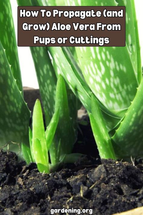 Discover the secrets to propagating aloe vera from pups or cuttings with this informative guide. Start growing your own aloe vera plants today! Grow Aloe From Clipping, Propagating Aloe Vera, Aloe Propagation, Propagating Aloe, Propagate Aloe, Propagate Aloe Vera, Houseplant Propagation, Flower Planting Guide, Growing Aloe Vera