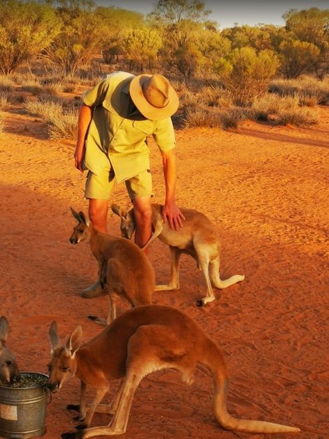 Kangaroos in the Outback Near Alice Springs in Australia Australia Outback Outfit, Australia Aesthetic Vintage, Australian Travel Aesthetic, Australia Culture, Australian Outback Aesthetic, Australian Aesthetic, Australia Lifestyle, Australia Outback Aesthetic, Australia Aesthetic Outback