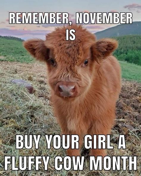 Funny Cow Pictures Hilarious, Mini Fluffy Cows Highland Cattle, Funny Cow Pictures, Cow Meme, Mini Highland Cow, Cow Tipping, Cow Cat, Fluffy Cows, Cow Pictures