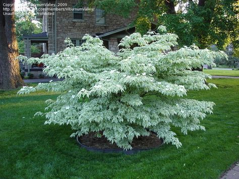 Cornus Kousa Wolf Eye Chinese Dogwood a compact Variegated Kousa Dogwood that could easily be the star of your after dark show. A somewhat slower growing investment plant, buy the biggest one you can afford Kousa Dogwood, Cornus Kousa, Chinese Plants, Front Flower Beds, Dogwood Tree, Wolf Eyes, Front Garden Landscape, Summer Harvest, Dogwood Trees