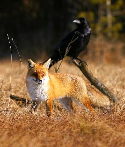 White Wolf : Amazing Pictures Show Raven And Red Fox Interaction Spring Flowers Pictures, Fantastic Fox, Fox Spirit, Animal Guides, Animal Totems, Cute Fox, Animal Companions, Red Fox, Animals Friends