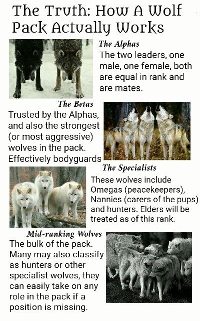 So I've seen a lot of rumours about wolves flying around pinterest lately, so from someone who has studied them, here is a quick and brief guide on how a wolf pack actually works. Wolves Facts, Wolves Pack, Pack Of Wolves Aesthetic, Pack Aesthetic Wolf, Wolf Behavior, Wolf Pack Aesthetic, Wolf Facts, Wolf Therian Tips, Pack Of Wolves