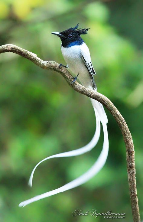 Paradise Flycatcher, Rare Birds, Airbrush Art, All Birds, Exotic Birds, Pretty Birds, Colorful Birds, Little Birds, Small Birds