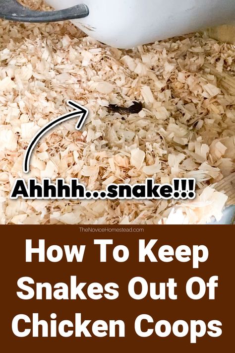 These are things that we personally do to keep snakes out of our coop. We have not had an issue with snakes ever since we implemented ALL of these strategies: Chicken Coop Snake Proof, How To Keep Snakes Out Of Chicken Coop, Cheap Chicken Coop, Turkey Coop, Snake Repellant, Cheap Chicken Coops, Hognose Snake, Duck Coop, Rat Snake