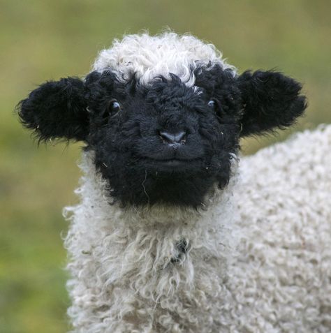 “#CuteAnimalTweetOff No cuteness challenge without #TierparkBerlin - Our Valais Blacknose lamb is throwing in his best smile for round 3!” Sheep, Black And White, White, Black