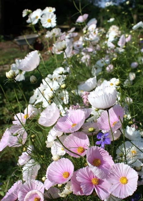 Highland Cottage, Flower Life Cycle, Flower Growing, Sustainable Flowers, British Flowers, Cosmos Flowers, Flower Company, Black Holes, Cut Flower Garden