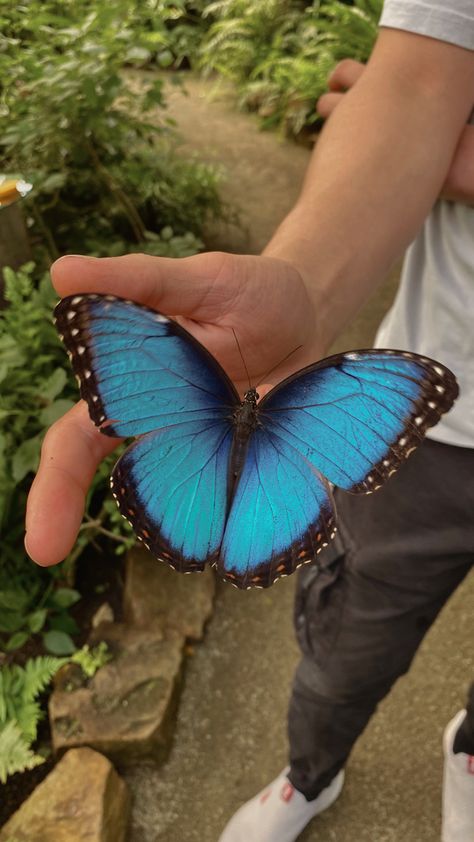 Miami Blue Butterfly, Blue Butterfly Video, Blue Butterfly Aesthetic, Moving Butterfly, Butterflies Aesthetic, Butterflies Blue, Butterfly Aesthetic, Different Types Of Animals, Butterfly Art Painting