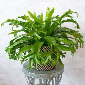 Read how to grow and care for a Fishtail Fern (Microsorum): https://www.houseplant411.com/houseplant/kangaroo-paw-fern-how-to-grow-care-guide-microsorum-diversifolium Bird's Nest Fern, Ferns Care, Ferns Garden, White Flower Farm, Missouri Botanical Garden, Kangaroo Paw, Fern Plant, Birds Nest, Easy Garden