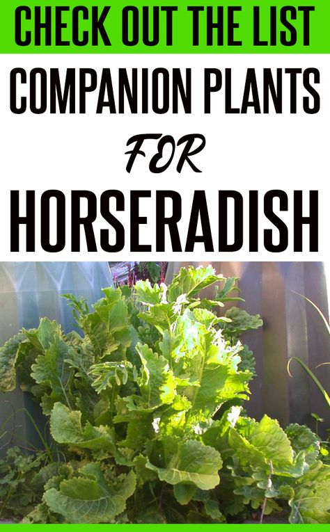 Horseradish Plant How To Grow, Growing Horseradish Plants, Horseradish Companion Planting, How To Grow Horseradish, Spices Garden, Horseradish Plant, Growing Horseradish, Perennial Bushes, Grid Ideas