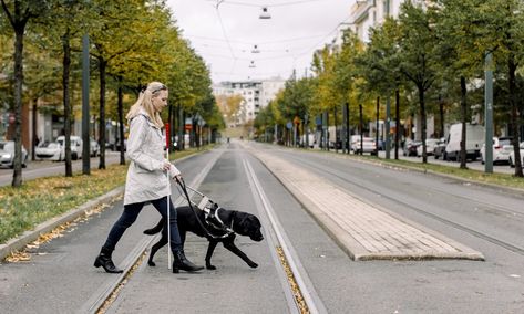 Traveling with a Service Dog: What to Know - NerdWallet Blind Woman, Balance Transfer Credit Cards, London Hotel, Best Travel Credit Cards, High Yield Savings, Tips For Traveling, Retirement Fund, Assistance Dog, Renters Insurance