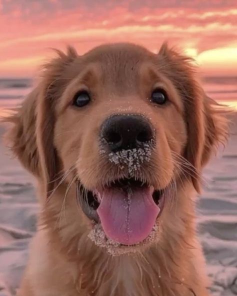 Sunset Backdrop, A Golden Retriever, The Golden Hour, Pets Dogs, Golden Retrievers, Beach Vibes, Dogs Cats, Be Inspired, Golden Hour